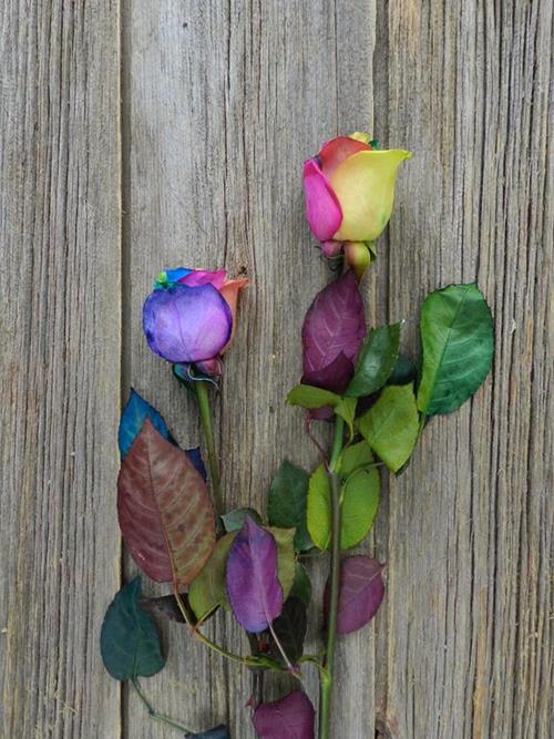  RAINBOW  TINTED ROSES